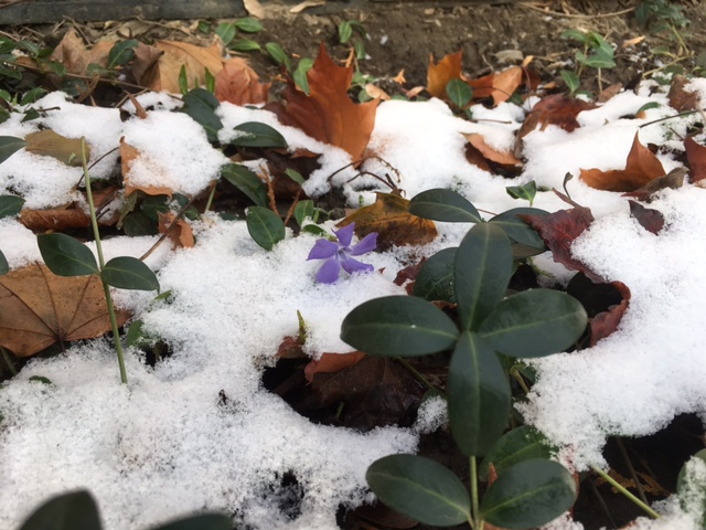 snowy periwinkle